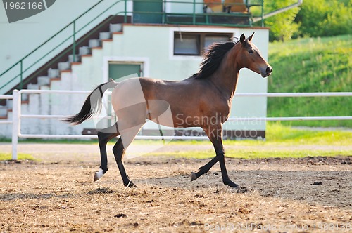 Image of baby horse