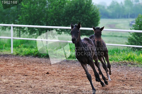 Image of baby horse