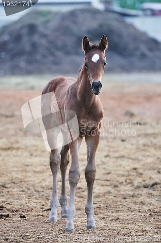 Image of baby horse