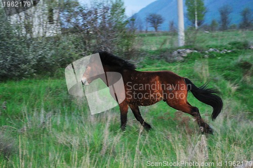 Image of horse nature