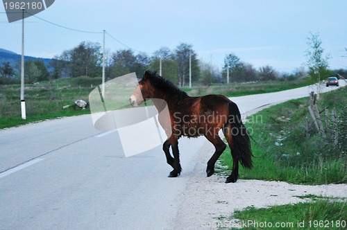Image of horse nature