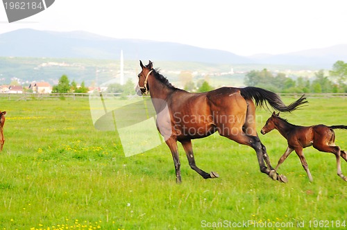 Image of horse nature