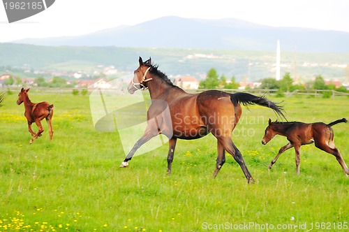 Image of horse nature