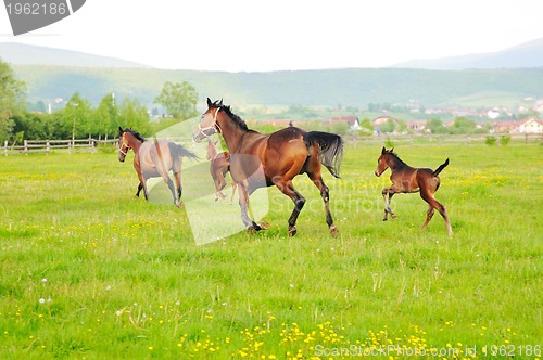 Image of horse nature