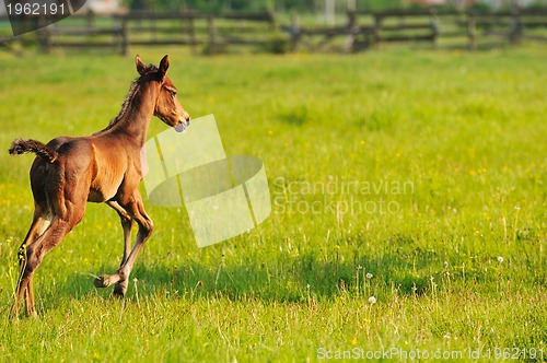 Image of horse nature