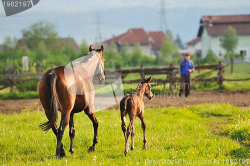 Image of horse nature