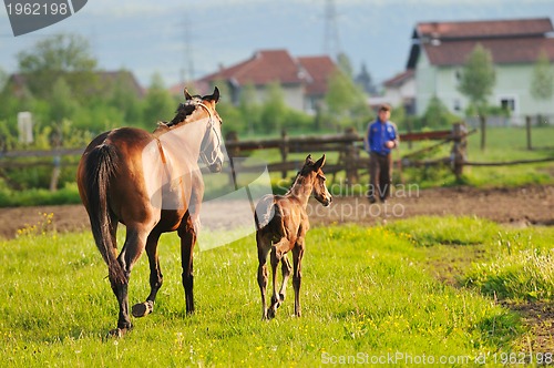 Image of horse nature