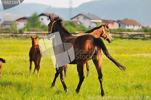 Image of horse nature