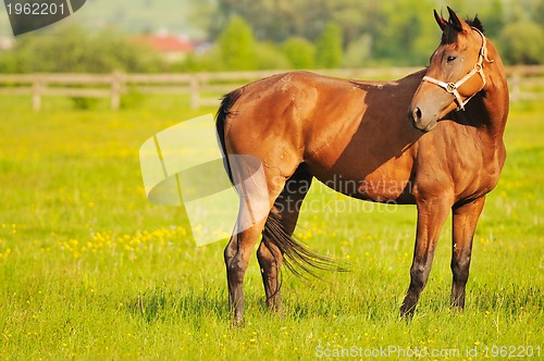 Image of horse nature