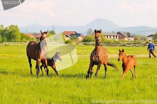 Image of horse nature