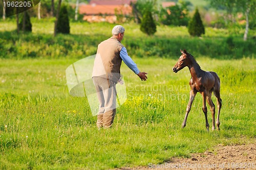 Image of baby horse