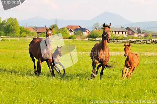 Image of horse nature