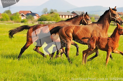 Image of horse nature