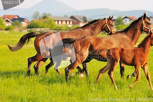 Image of horse nature