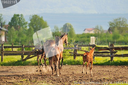 Image of horse nature