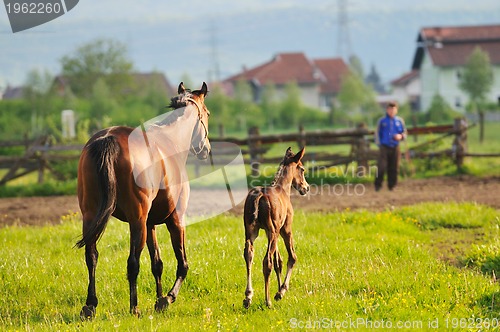 Image of horse nature