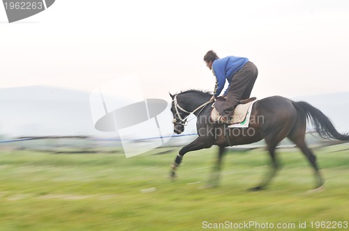 Image of horse nature