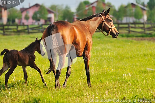 Image of horse nature