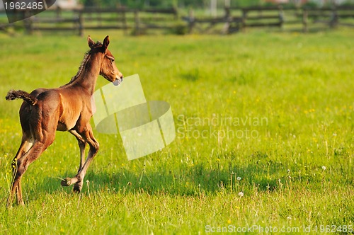 Image of horse nature