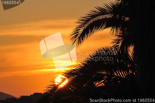 Image of palm branches background