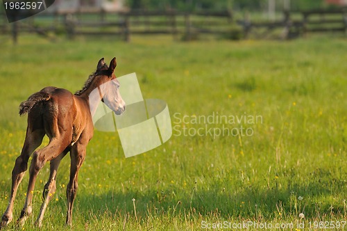 Image of horse nature