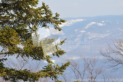 Image of winter tree