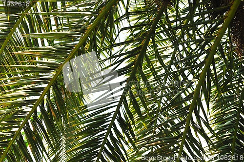 Image of palm branches background