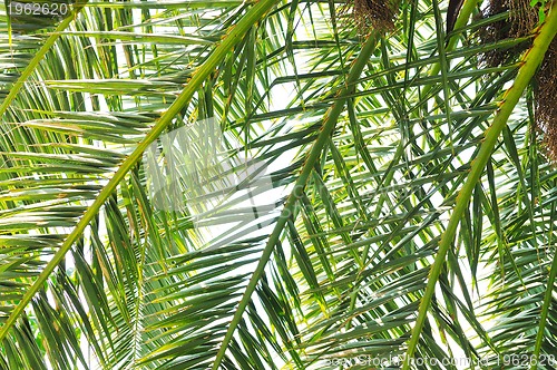 Image of palm branches background