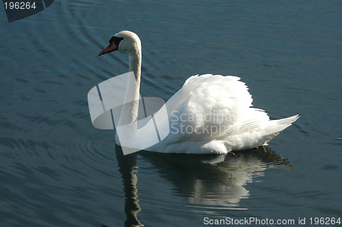 Image of Swan