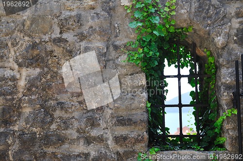 Image of window old plant