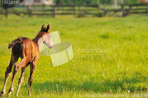 Image of horse nature