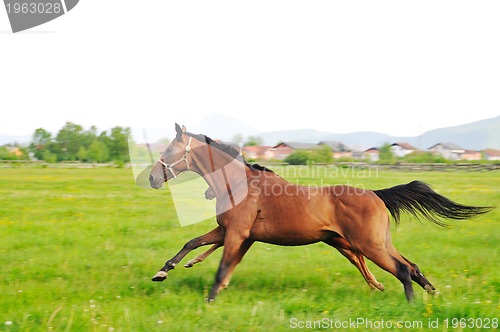 Image of horse nature