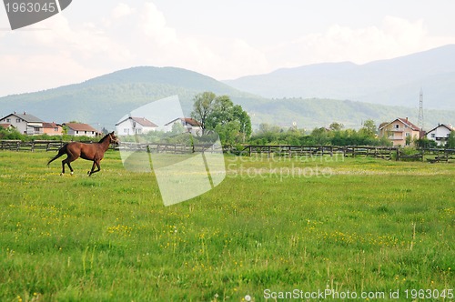 Image of horse nature