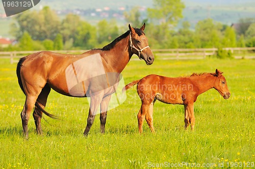 Image of horse nature