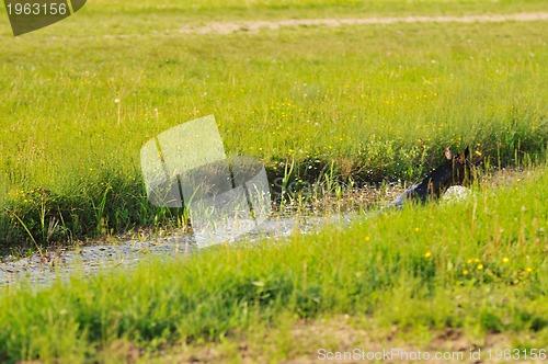 Image of baby horse