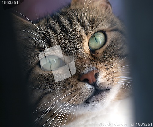 Image of Cat