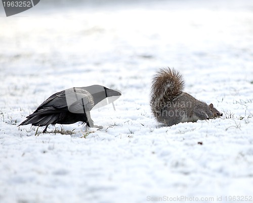 Image of Crow and Squirrel