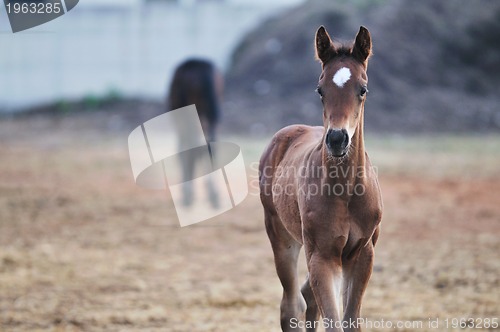 Image of baby horse