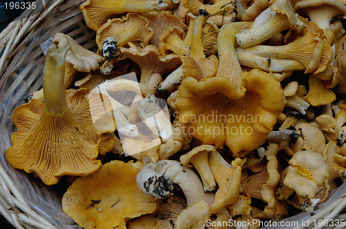 Image of Mushrooms in basket