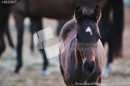 Image of baby horse