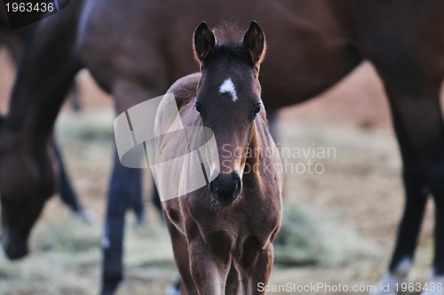 Image of baby horse