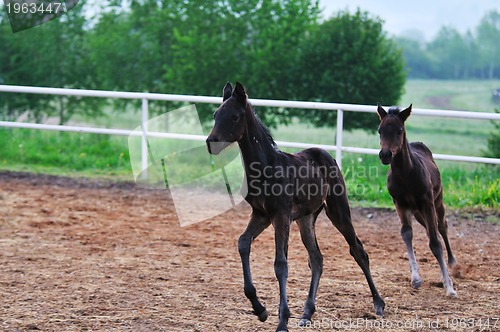 Image of baby horse