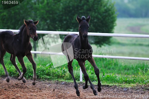 Image of baby horse