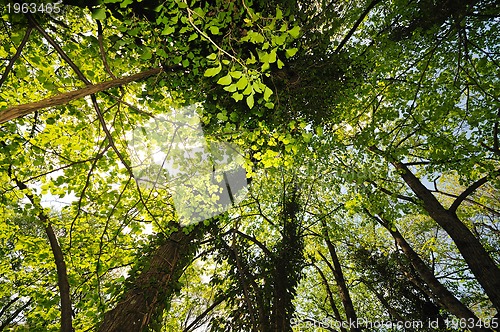 Image of forest tree background