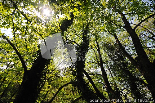 Image of forest tree background