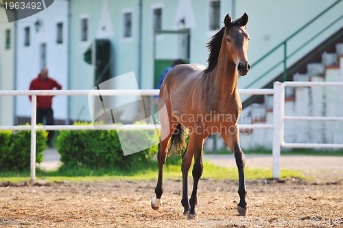 Image of baby horse