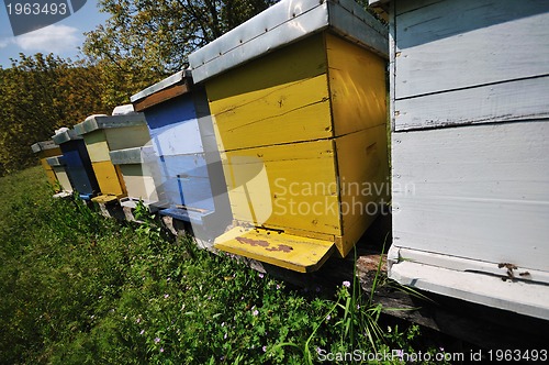 Image of bee home at meadow