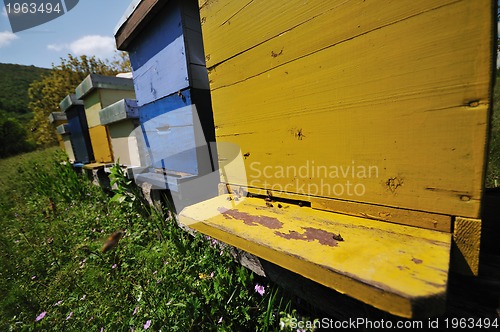 Image of bee home at meadow