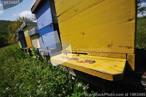 Image of bee home at meadow