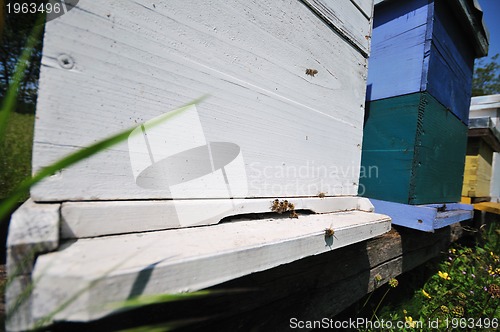 Image of bee home at meadow